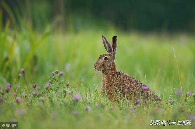 俗语“春不捡鸡，冬不拾兔”是啥意思？这些忌讳有道理吗？