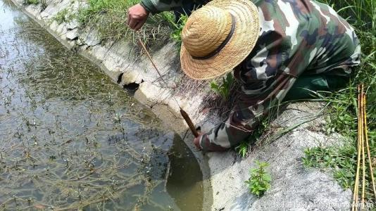 农村老手稻田钓野生鳝鱼，老农民利用独特技巧，收获丰满