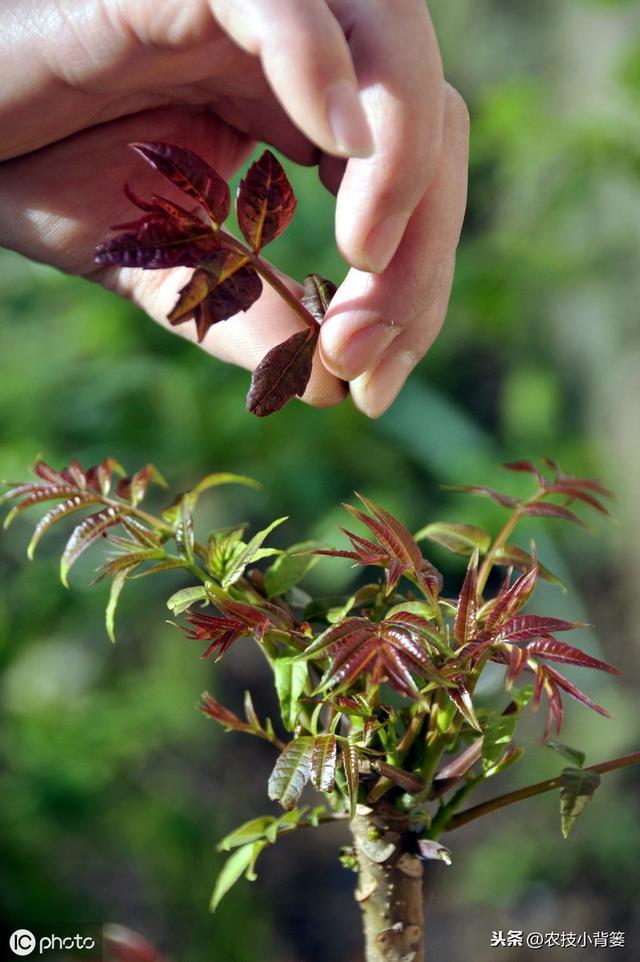 香椿种苗繁殖的方法有哪些？每种繁殖方法有哪些操作管理细节？