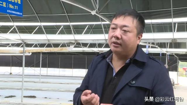 知名中药！红河县这个新兴生物产业“菲”同一般