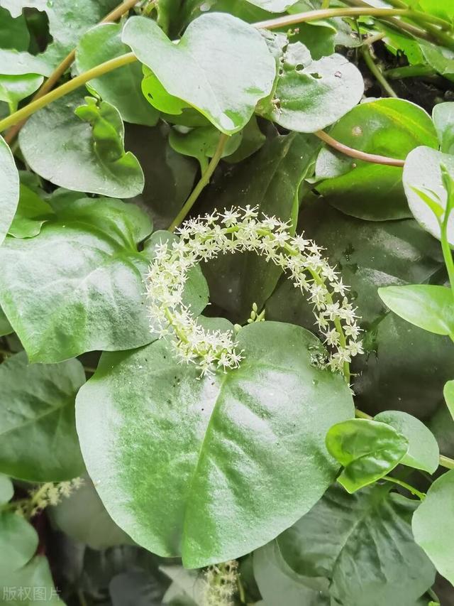 1周长1米，这种国外泛滥的外来植物若出现在你家附近，请连根拔除