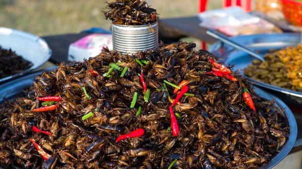 世界新资源昆虫食品蟋蟀的人工养殖与利用