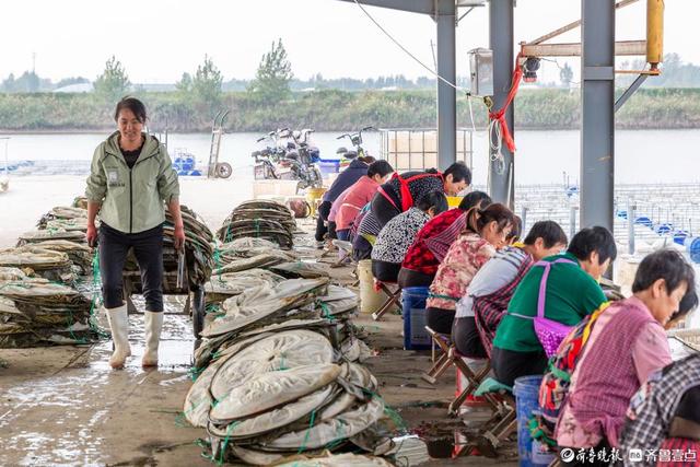 德州陵城区：水蛭养殖成致富“软黄金”