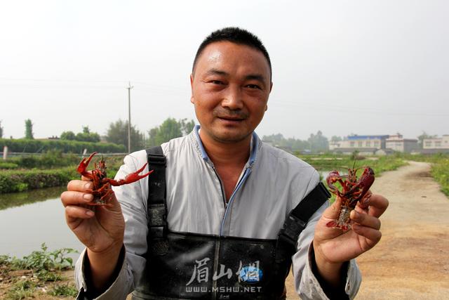 当下食客喜欢啥 一定不缺小龙虾