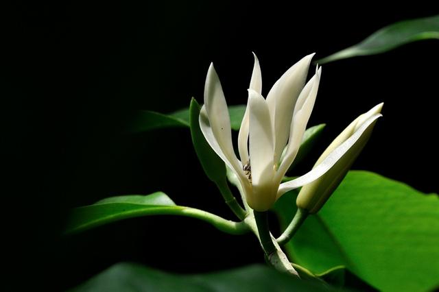 这样养护的“白玉兰”，枝繁叶茂，花色洁白，花香怡人