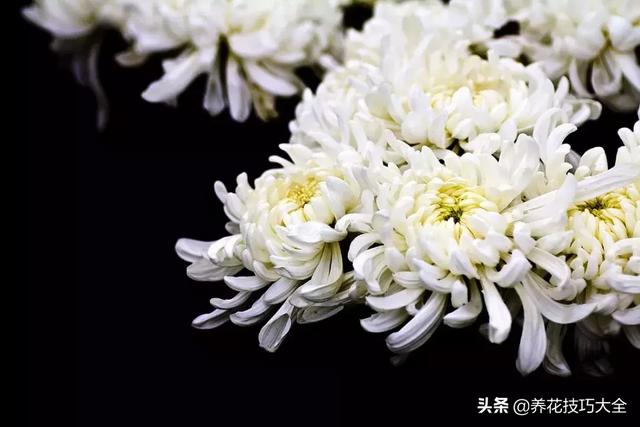 茉莉、菊花可别“乱送人”，这些讲究要知道