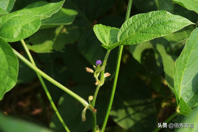 种植大豆，啥时候播种最好？农业专家教你怎样种出高产大豆