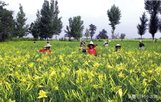 2020年种菜就种黄花菜，市场需求大、晒干就能卖，高产你会种吗？