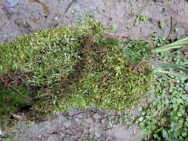 用苔藓栽种兰花的方法和技巧