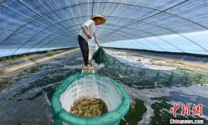 河南鱼养殖(南美白对虾“定居”黄河边 山西永济盐碱地变“聚宝盆”)