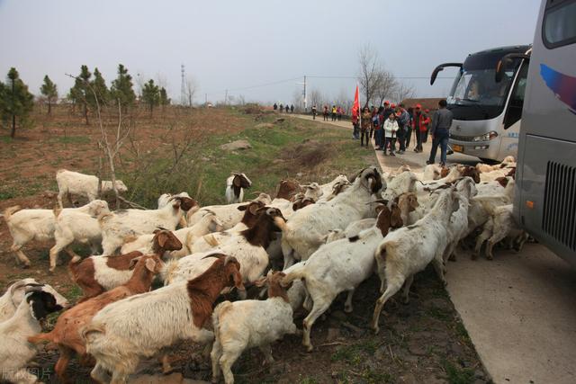 怎么建立羊的饲养标准，以这4点为依据，适合最重要！忌照搬