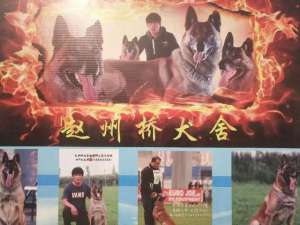 石家庄狗养殖场(河北赵州桥犬业李浩：忠诚能长久，实在才常在（图文）)