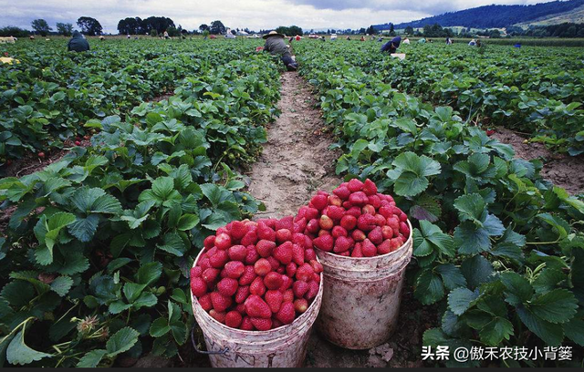 掌握好草莓移栽定植的时机与技巧，提高定植成活率、避免烂苗死棵