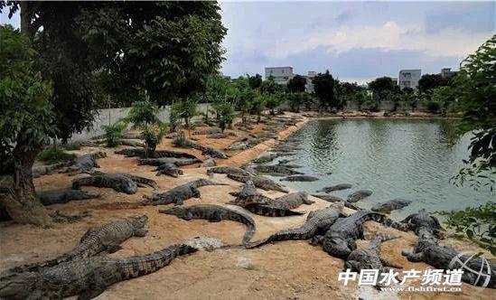 重磅！鳄鱼即将解禁，按水生动物管理