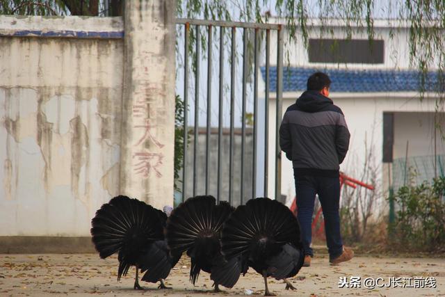 河南淮滨：麻东火鸡逗人乐（组图）