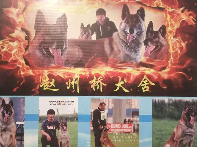 河北赵州桥犬业李浩：忠诚能长久，实在才常在（图文）