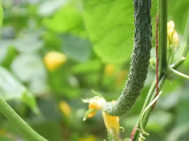 连续的阴雨天气，对黄瓜生长影响大，农户应该如何预防？