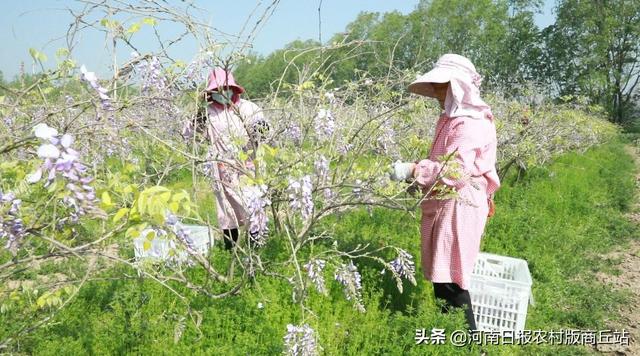 柘城县：葛花飘香采摘忙