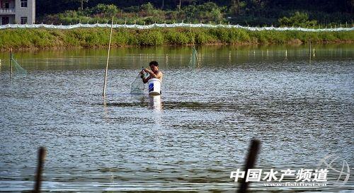 小龙虾“虾稻共养”新模式，助力湖北阳新脱贫致富