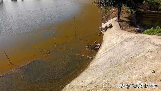 养殖水体“水锈”形成的原因和防控的探讨