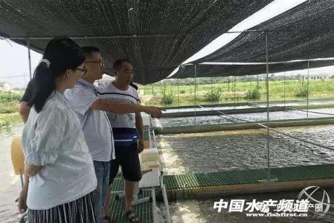 加纯氧，建跑道，浙江“鱼塘博士”让鱼儿晚上也不会厌食