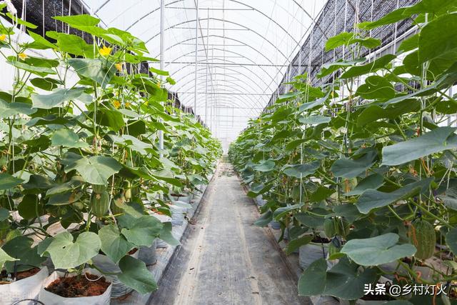 为什么种植要搭大棚？大棚种植作物的这四大优点你都知道吗？