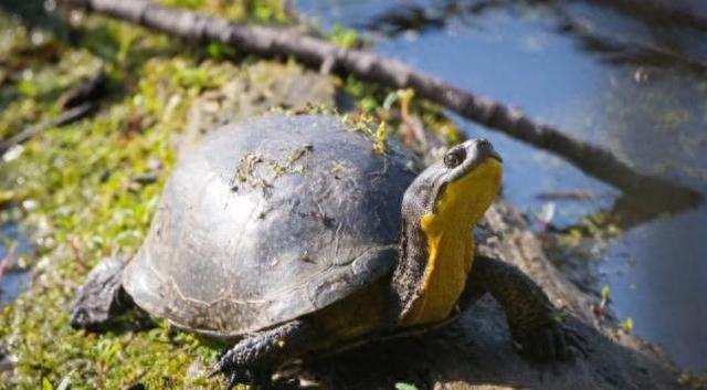 山瑞鳖的生物学特性及人工养殖技术