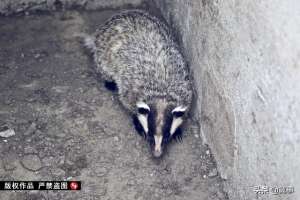 獾子养殖基地(河北小伙5年驯化野生獾，已成全国獾油生产基地)