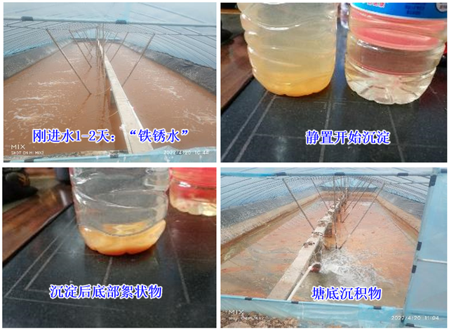 【小棚虾专题③】“浑水”养大虾？最佳水质管理模式是...