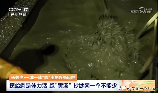 这种小海鲜成了青岛夏天的“顶流”？7小时从海底到餐桌→