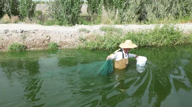 沿着河湖看新疆丨新疆好地方，内陆养“海鲜”