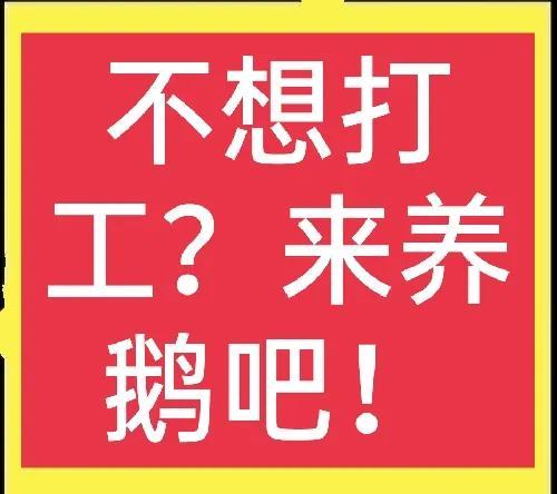 打工不赚钱？回家养鹅吧，发家致富在眼前！(附带好品种介绍)