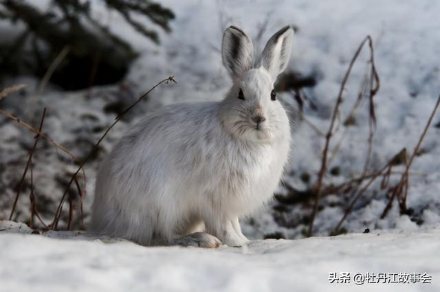 大雪封山猎捕野兔