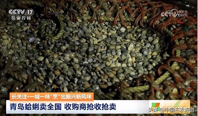 这种小海鲜成了青岛夏天的“顶流”？7小时从海底到餐桌→