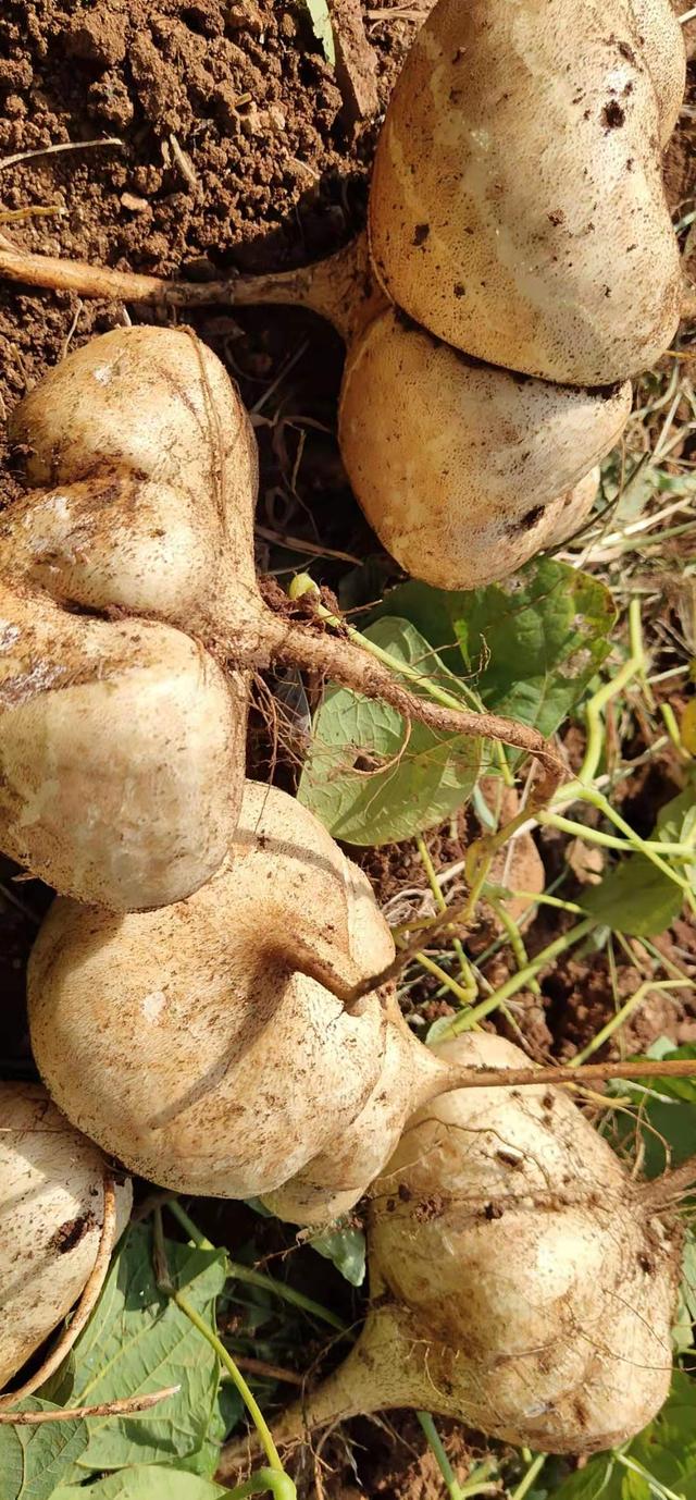 贵州威宁牛栏江凉薯地瓜农家肥种植