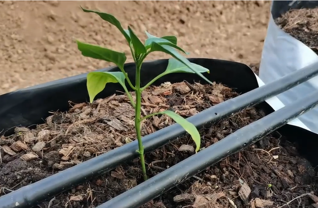 无土栽培瓜果蔬菜，选对了基质，化解成本高，产量低的问题