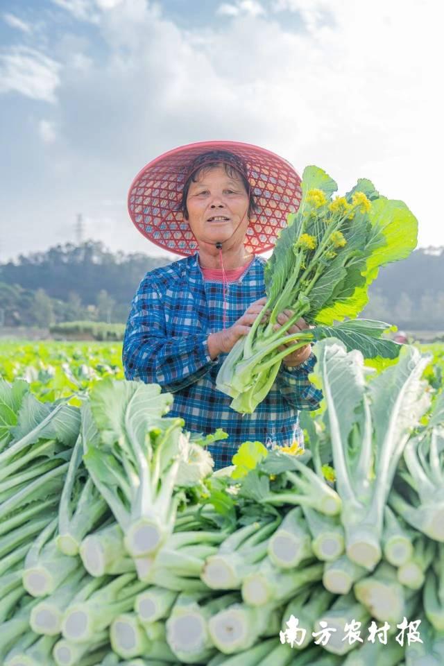 冬至到，等了一整年的增城迟菜心甜啦！