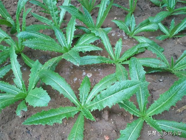 秋冬怎么种油麦菜吃肉质茎？施肥养根、培土、转移害虫目标等管理