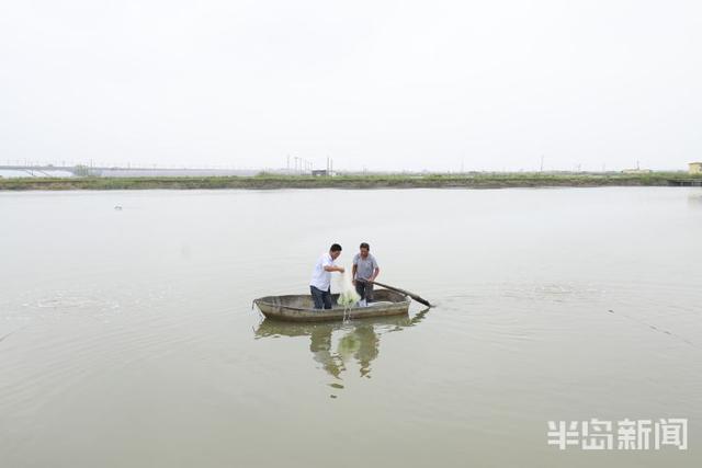 开海寻鲜记②｜海水养殖，青岛秘笈“惊动”农业农村部