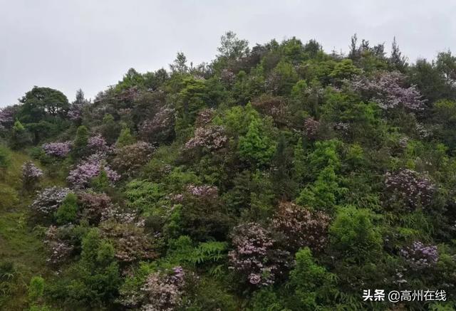 高州这一片花海你去打卡了吗？山上杜鹃花“粉”了一大片！