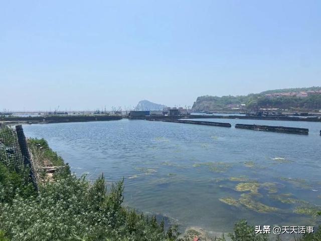 烟台市一个8亩多的海水养殖场2万起拍卖，拍出18万元