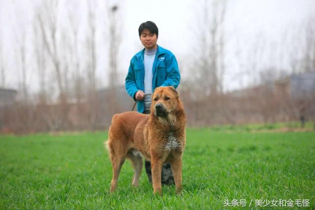 中亚牧羊犬的家庭养护、市场走向、品种特点及幼犬挑选重点