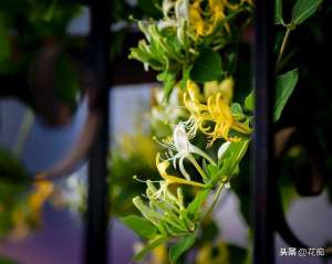 阳台种植金银花(庭院就种2棵金银花，不用管都能花开满枝，还能满院飘香)