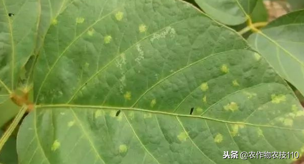 夏大豆怎么种植才能高产？（实用）