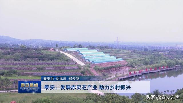 小灵芝大产业  泰山赤灵芝让泰安农民走上特色致富路