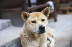 土狗养殖技术(谁还敢说田园犬不聪明中华田园犬的训练方法)