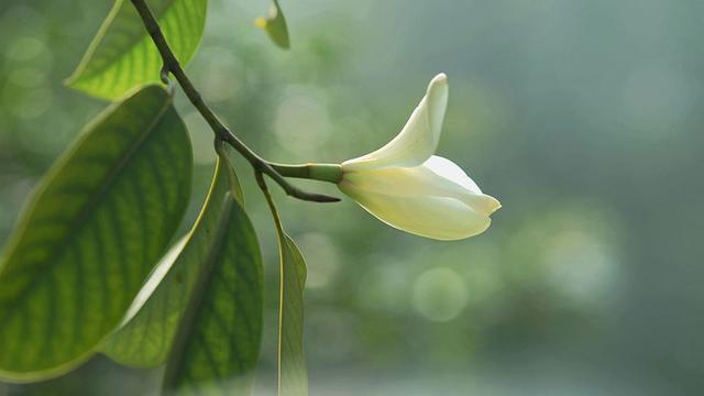 春天里花香浓郁的醉香含笑花