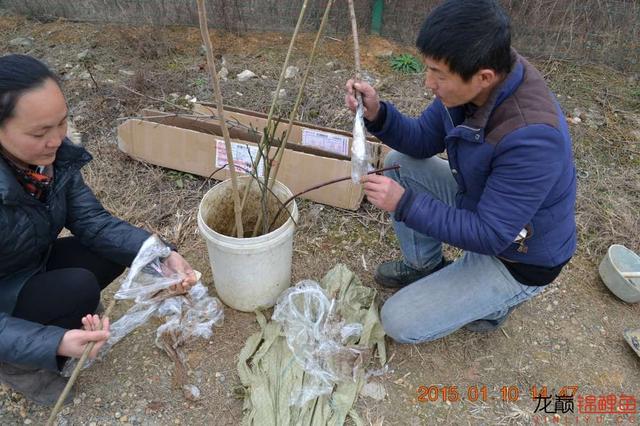 能否成功只能是应验那句“谋事在人，成事在天”（渔场回忆20）