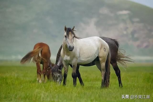 唐代关中地区养马业的变迁，为何由盛转衰，又从中得到哪些启示？