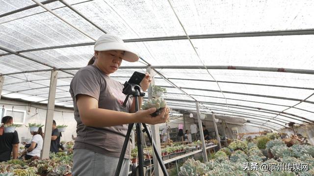 滨城区杨柳雪镇西贝御景花卉园艺种植合作社负责人苑永波：一盆小多肉 遍开致富花